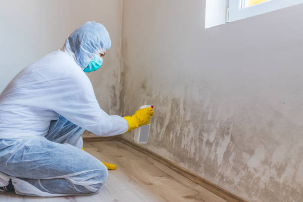 Licensed Mold Testing service in Waynesboro, GA - WQB Mold Removal